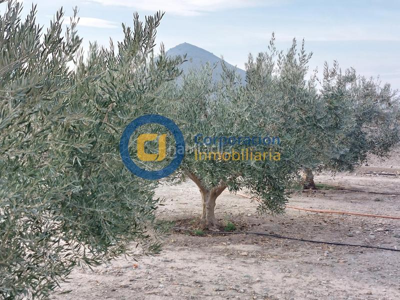 Foto 760aeebb-9b2f-496d-a359-67f059897290. Masia a Almendricos Lorca