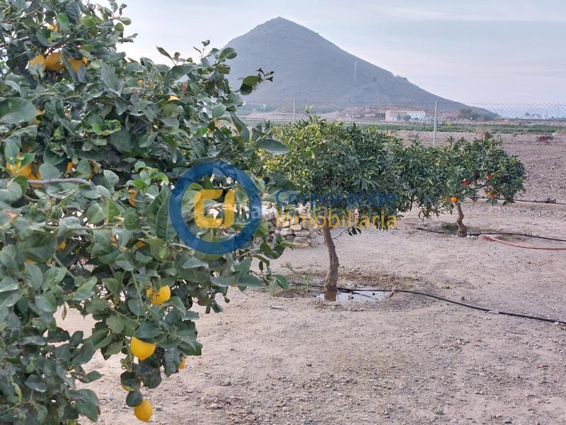Foto 772f09af-6d3f-45ba-8252-4f5d527e77d7. Masia a Almendricos Lorca