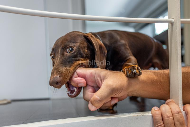 Foto 62792e3d-d685-414e-948e-dd0b338a4f23. Piano terra in carretera de vallvidrera 149 in Arxiu Sant Cugat del Vallès