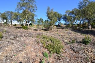 Terreny residencial  Avet. Situada en zona privilegiada frente a zona verde.