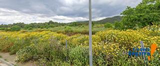 Landgut  Carrer del pi sol. Finca rústica en la torregassa!