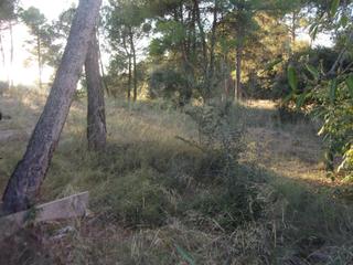 Terreny residencial  Pi 23 i boix 14