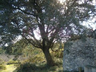 Fondo rustico in Riba - roja de Túria. Finca de regadio en ribaroja, 40 hanegadas