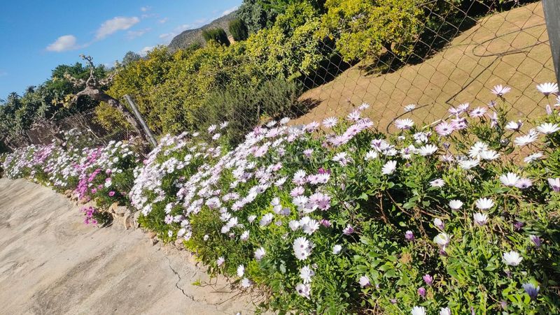 Foto 500eaf83-c729-443a-923a-bbe0ae8e891a. Casa amb piscina a Riba - roja de Túria