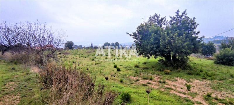 Foto ca3c99e3-b87b-4c80-9d77-1db214001432. Fondo rustico in Centro Ontinyent