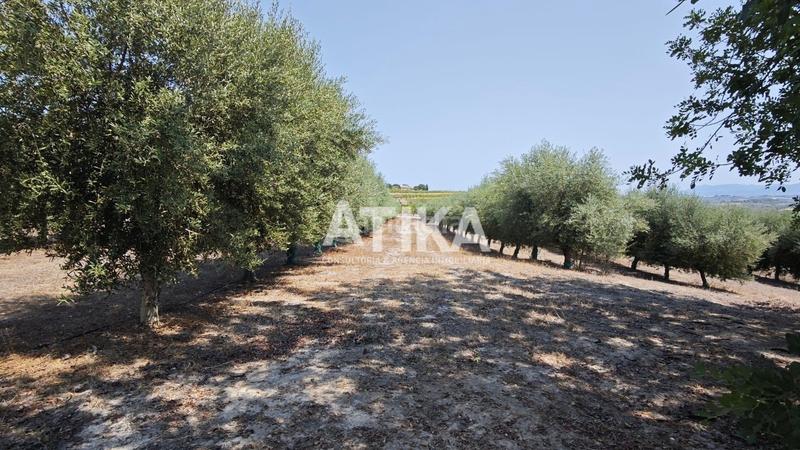 Foto 72e3698f-78a8-441b-8b18-1ce0d35b97d1. Masía  para reformar en ontinyent en Agullent