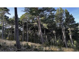 Finca rústica  Roc d´en carbassa. Terreno en venta en la coma