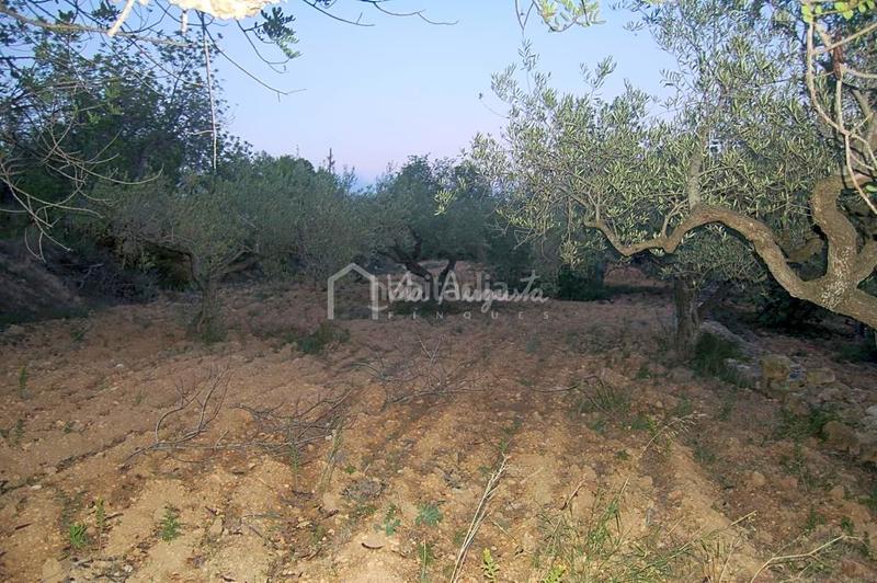 Foto 1e38ade1-7638-4417-8633-a239585f620c. Finca rústica a Perelló (El)