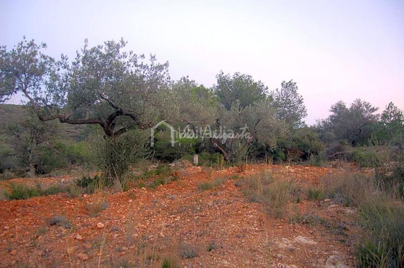 Foto 437a8cfe-3a1c-4878-81c8-836842d87ffd. Finca rústica a Perelló (El)