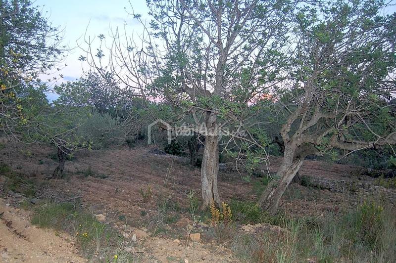 Foto 5de3a768-b7fb-48b5-b020-21a33c9c6ea4. Finca rústica a Perelló (El)