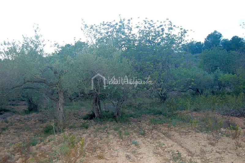 Foto 5fe360c9-c766-4cd0-b118-d4f6783c99f8. Finca rústica a Perelló (El)