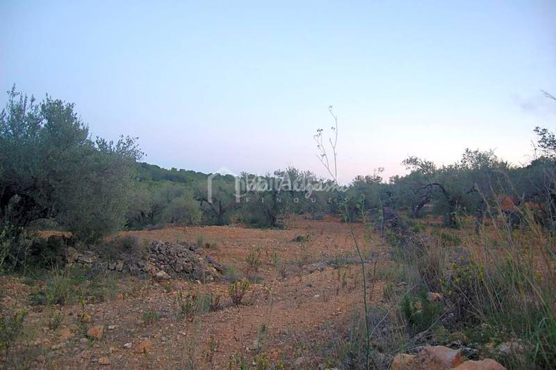 Foto 64fcbec4-8db0-4063-8f75-f6a184d047f2. Finca rústica a Perelló (El)