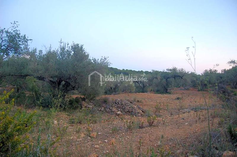 Foto 7a1720eb-9f75-4a56-b771-5e3b68994d2f. Finca rústica a Perelló (El)