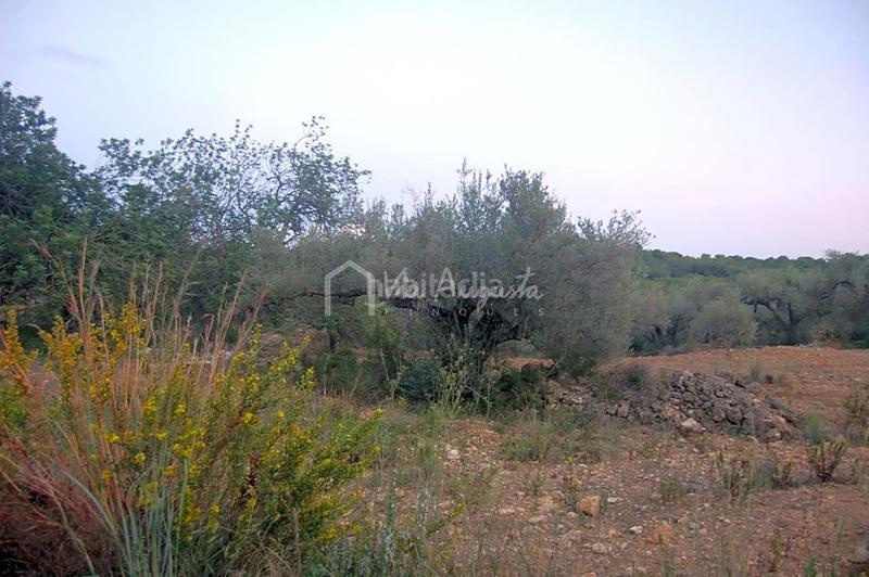 Foto f30155a0-1f67-4c41-bb6f-e01ba6c6a78b. Finca rústica a Perelló (El)