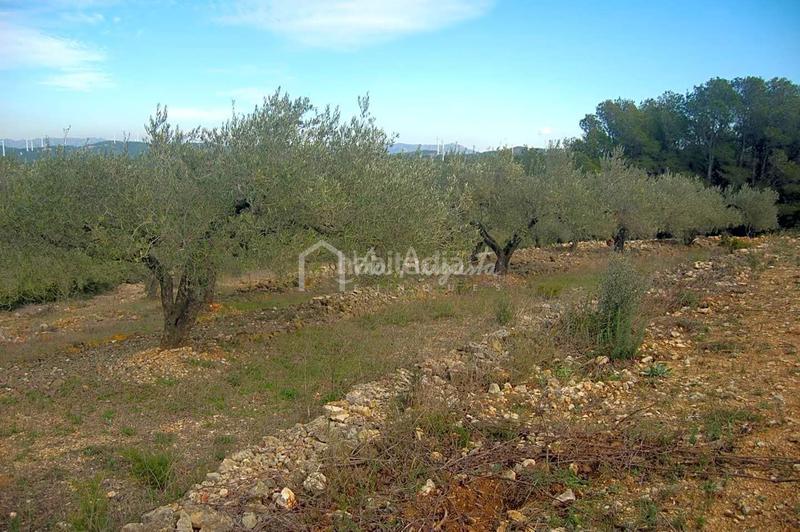 Foto 5cdd0756-4221-4a8e-bbcb-ad0e55399735. Finca rústica a Perelló (El)
