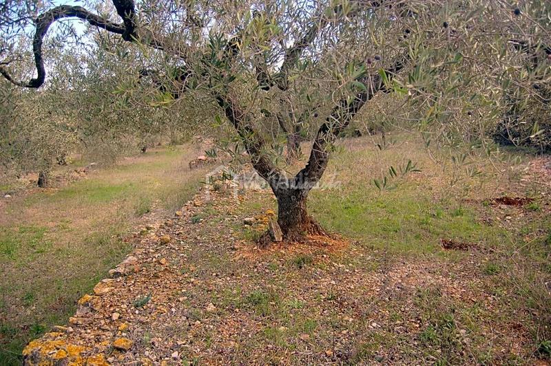 Foto cd2922c3-1787-44b3-b7c8-b6d915b997d0. Finca rústica a Perelló (El)