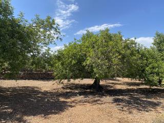 Finca rústica  Partida parracoll