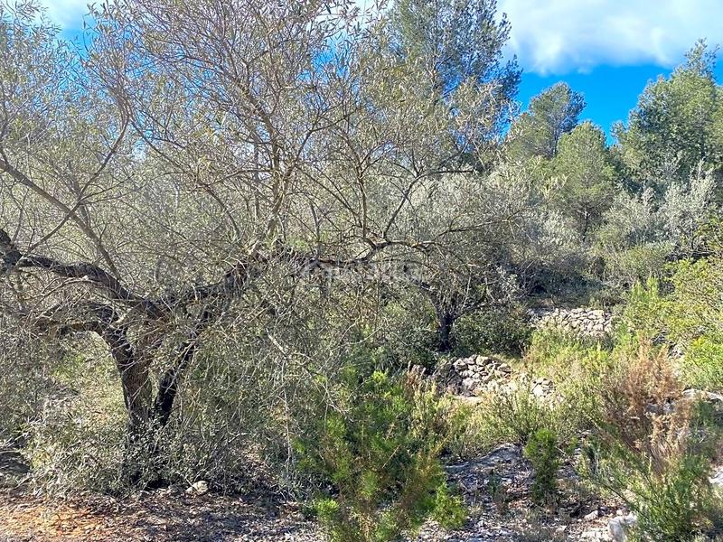 Foto ce8b7b6f-1ada-4701-afe3-be230d5f5956. Landgut in Perelló (El)