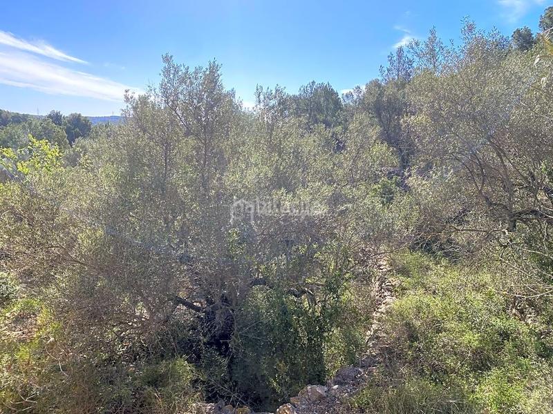 Foto 4351681c-9a08-40e3-bda8-3cedaf66f6d8. Rural plot in Perelló (El)