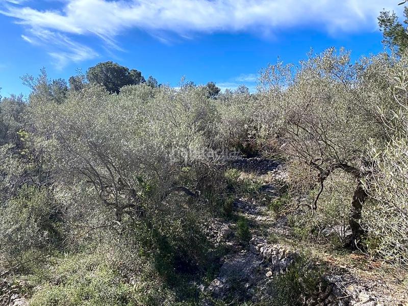 Foto 70bd766b-ca2a-4282-9308-82f9ea2ef516. Rural plot in Perelló (El)