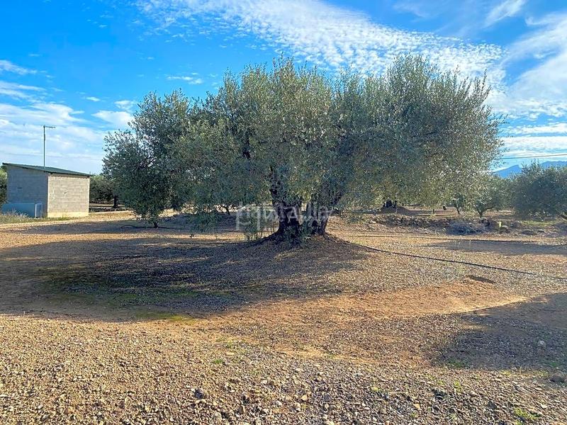 Foto 0a25c997-db42-4aea-a30a-281677a2f556. Finca rústica en Ginestar