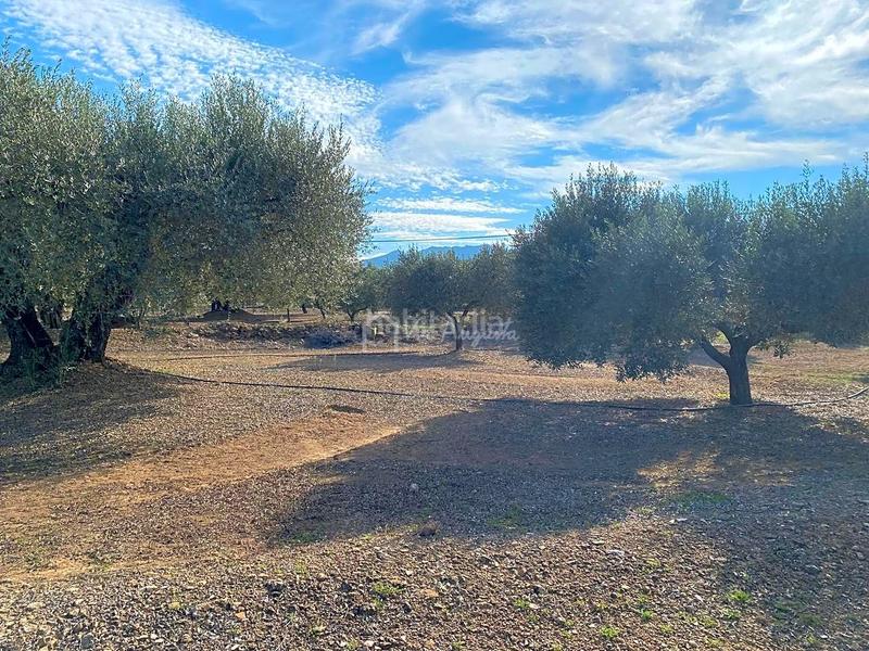 Foto 1cc6bbfa-a5b6-475c-a169-644aeba472b6. Finca rústica en Ginestar