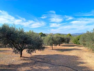 Finca rústica  Partida pedres