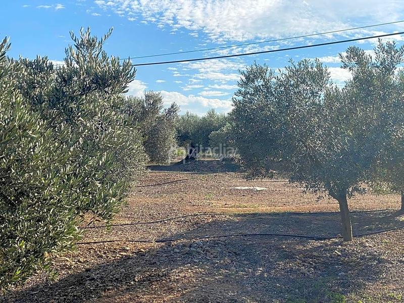 Foto 5f32daff-d76a-4e93-84cb-0b7636fa0a4f. Finca rústica en Ginestar