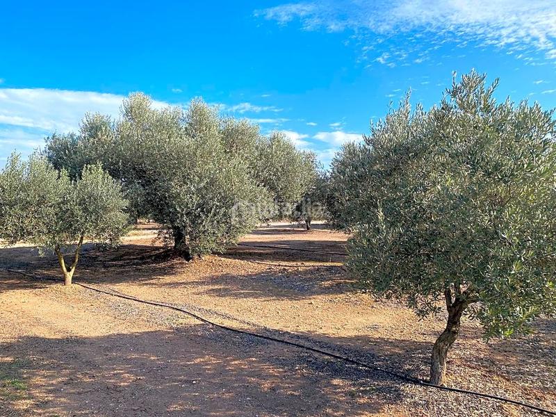 Foto 908916b1-5703-4f52-bead-4a6f8b7bda3e. Finca rústica en Ginestar