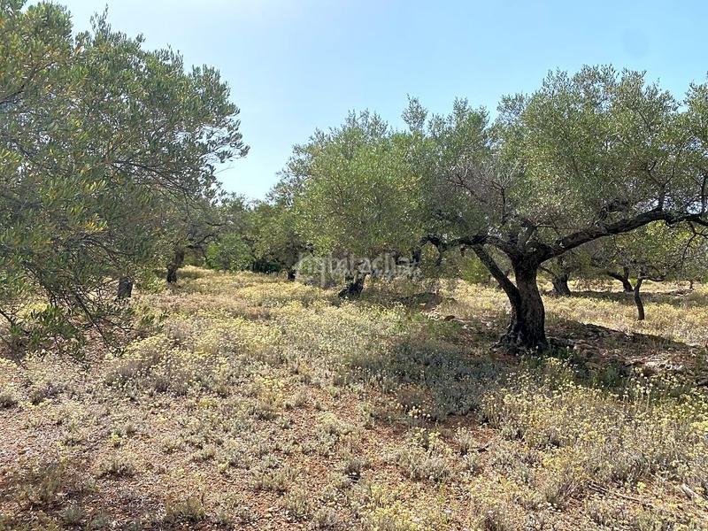Foto fa2c7f8a-7756-436d-99ad-1cdb03f5a3b3. Fondo rustico in Perelló (El)
