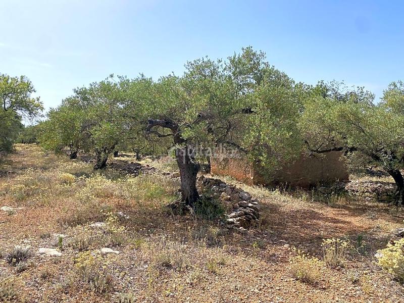 Foto 05d14bb6-2ba1-4429-b7b5-af6de1ae1b3c. Rural plot in Perelló (El)