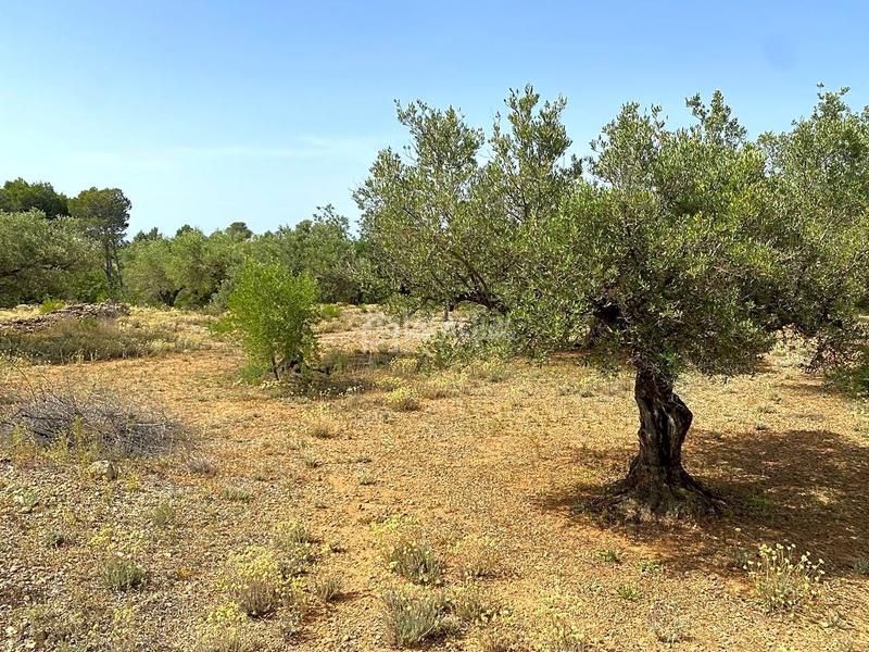 Foto 41b54d9c-d8ee-4d05-9842-c05cd26d07de. Rural plot in Perelló (El)