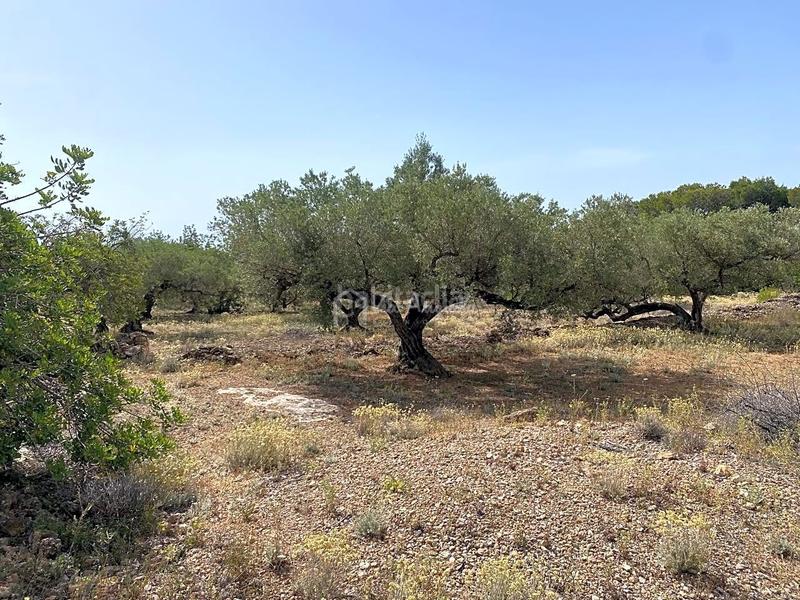 Foto 6c963bec-ca15-4ecb-b9ae-42d44617620b. Rural plot in Perelló (El)