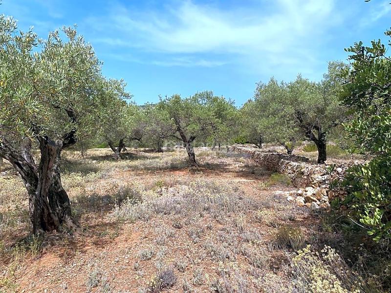 Foto 71b2cf69-0817-4d65-8db5-dc89a1e1794b. Rural plot in Perelló (El)