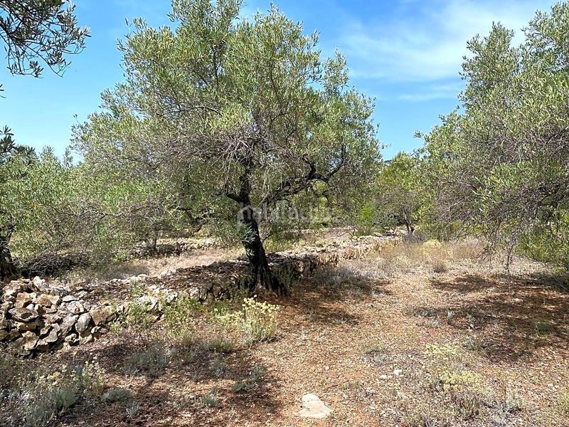 Foto b3ce8f77-7aec-4313-a610-b5dc4090d8a9. Rural plot in Perelló (El)
