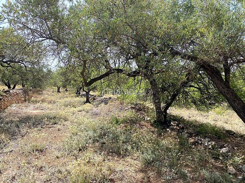 Foto 2cd091d0-90d4-4f71-9e41-277b6909a28b. Finca rústica a Perelló (El)