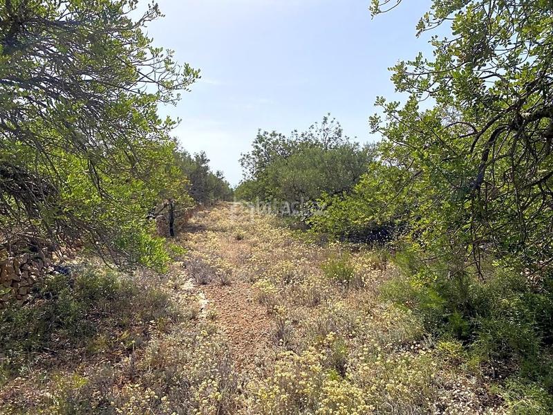 Foto 63d790b5-77ef-48e3-9067-2a96ce994d14. Finca rústica a Perelló (El)