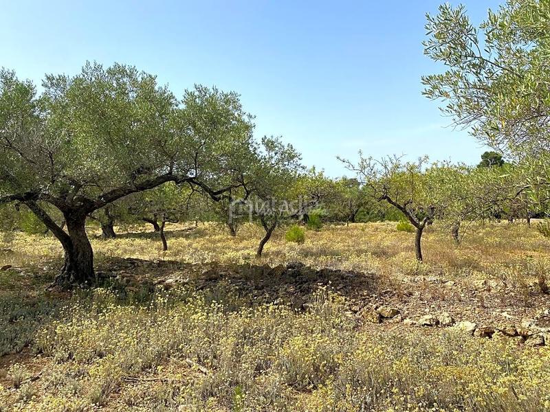 Foto 648beafe-6eb1-40fc-9bf4-b56be93c7615. Finca rústica a Perelló (El)