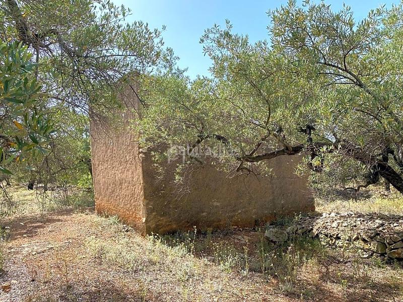 Foto 7f1ee506-8f2d-47d5-a39e-49d279583184. Finca rústica a Perelló (El)