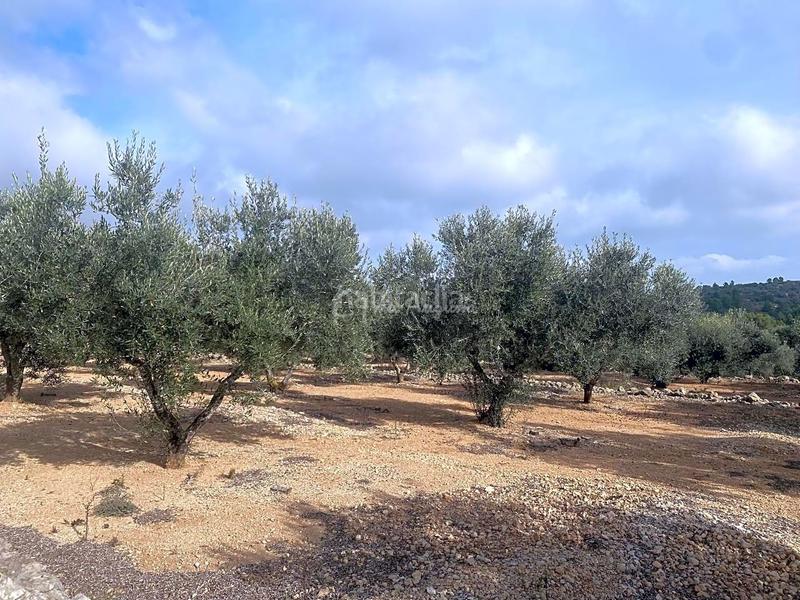 Foto 2afe3b23-7076-49ad-98fc-580e0031345b. Propriété dans Perelló (El)