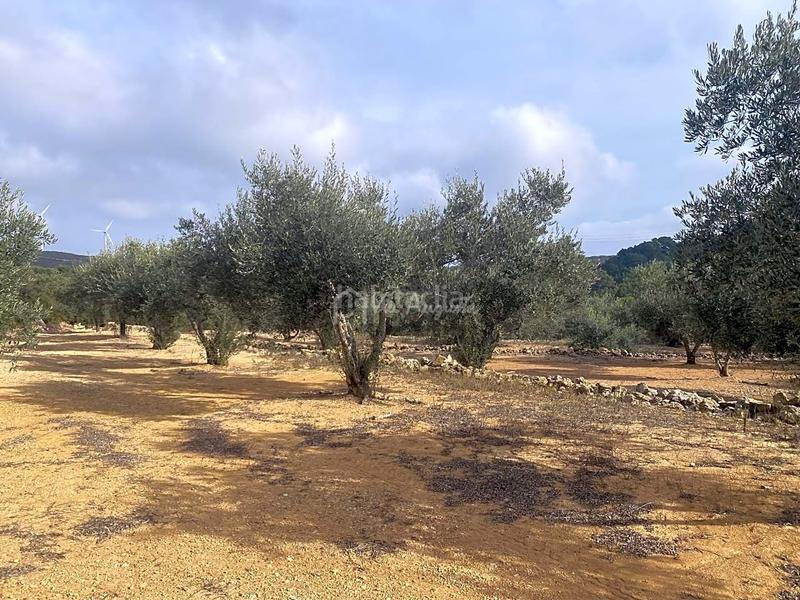 Foto 1e0e6819-b2ef-40f5-8520-8131b7f6ca61. Rural plot in Perelló (El)