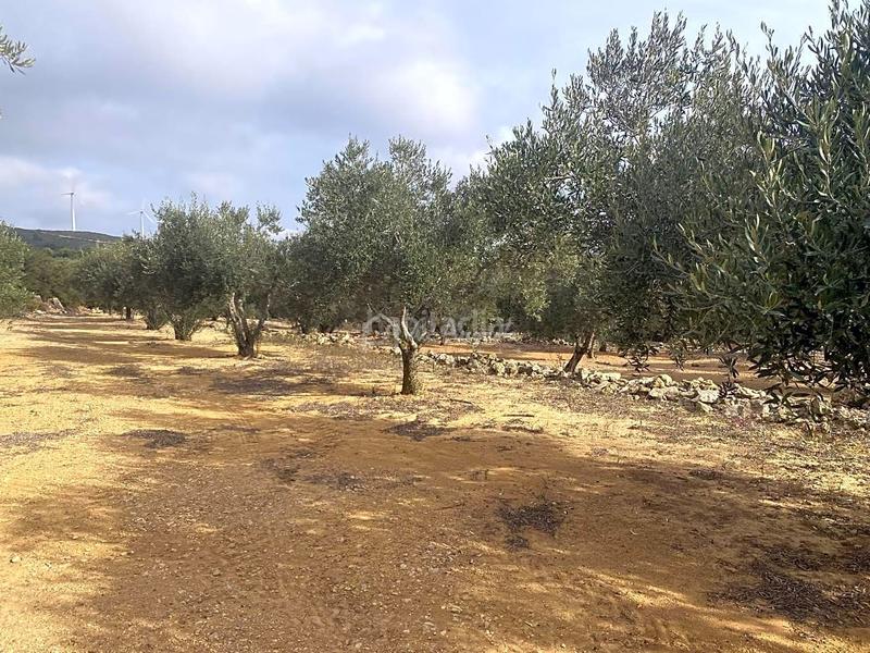 Foto 5ef2208c-0543-4f5d-b2da-5c61eb42c9cf. Rural plot in Perelló (El)