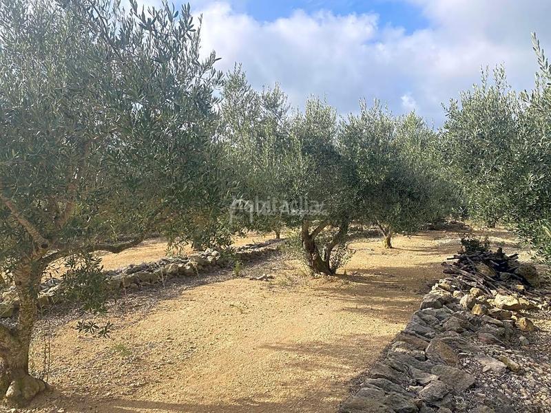 Foto 96233a5b-bf71-433b-932a-5f9c27585a09. Rural plot in Perelló (El)