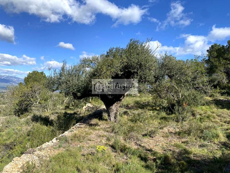 Foto c7356def-4a1d-4367-99de-6f986ab3b0d3. Fondo rustico in Bítem Tortosa