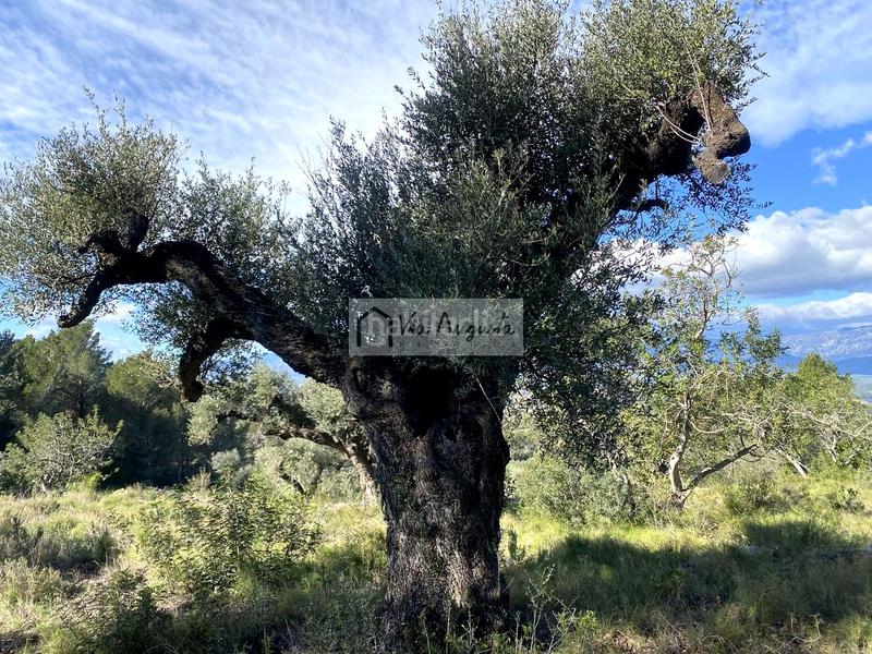 Foto 7ff04e63-d64f-44b1-a9c8-77dc8fb289c4. Propriété dans Bítem Tortosa