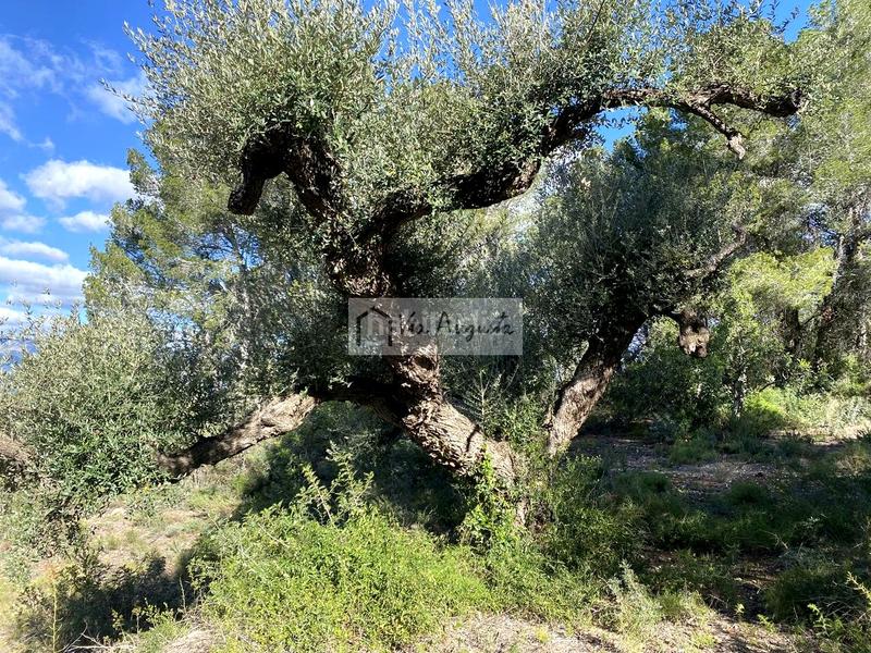 Foto 9372e5df-4e91-4975-9bb3-d19247be229b. Propriété dans Bítem Tortosa