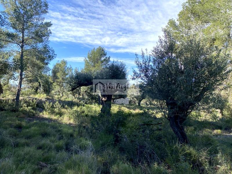 Foto ae4c05c3-985d-437f-94a6-f98828eabf1e. Rural plot in Bítem Tortosa