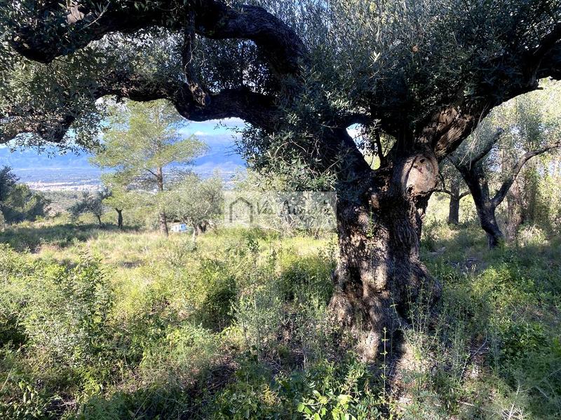 Foto 51de978f-851e-4f29-91fe-dee58f0bdade. Finca rústica a Bítem Tortosa