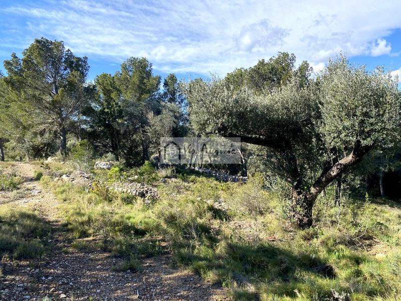 Foto 34c9d01e-9b1c-46c2-81e9-771e5bfb5cdc. Finca rústica en Bítem Tortosa