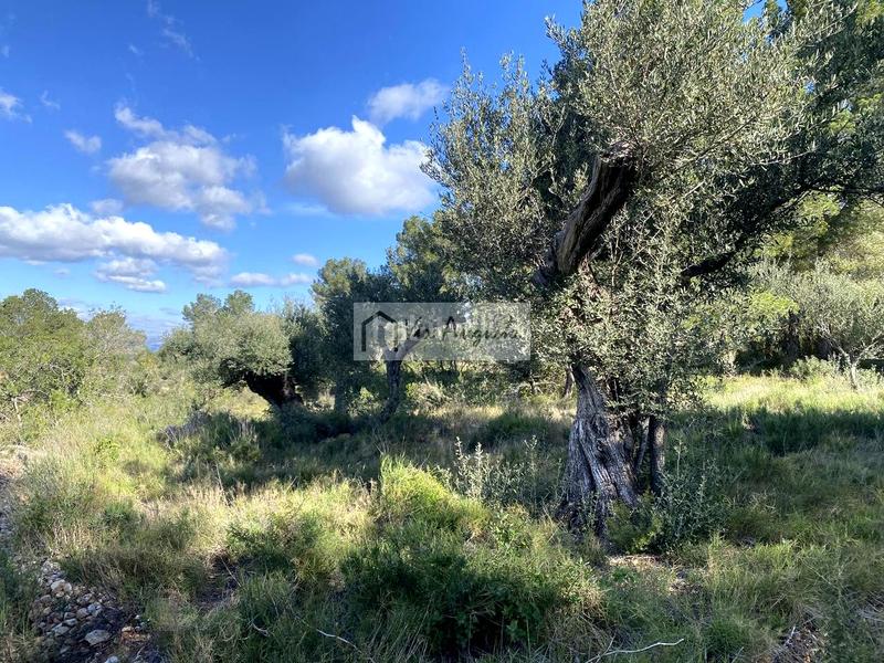Foto fe649efb-66b0-418a-bd9b-fb236b76187c. Finca rústica en Bítem Tortosa